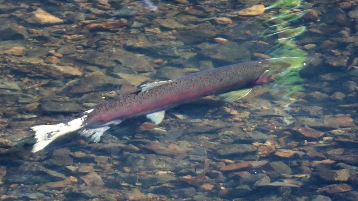 Después de la lluvia, el salmón de California recupera antiguas zonas de desove