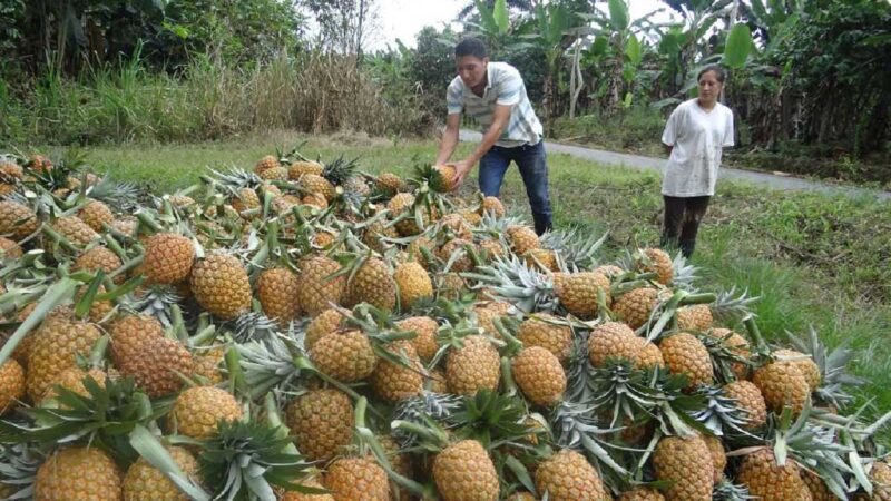 Ecuador se posiciona como el primer país exportador de piña en América del Sur