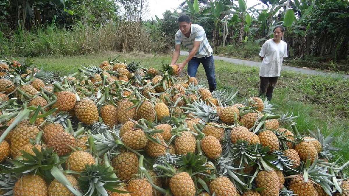 Ecuador se posiciona como el primer país exportador de piña en América del Sur