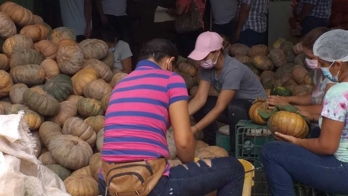 El zapallo panameño mantiene el ritmo de producción