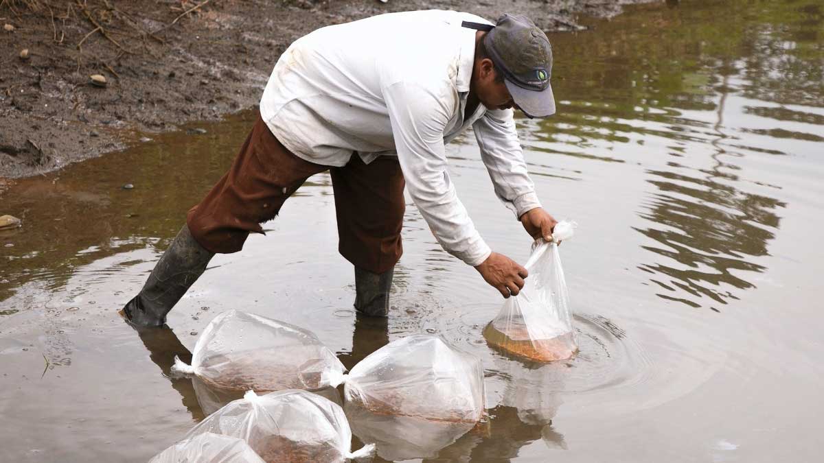 En Sucumbíos se realizó la entrega de alevines