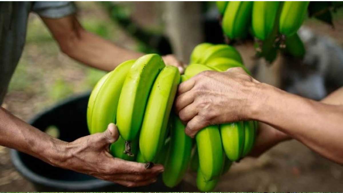 Exportaciones agropecuarias marcan récord histórico alcanzando los US$8.496 millones