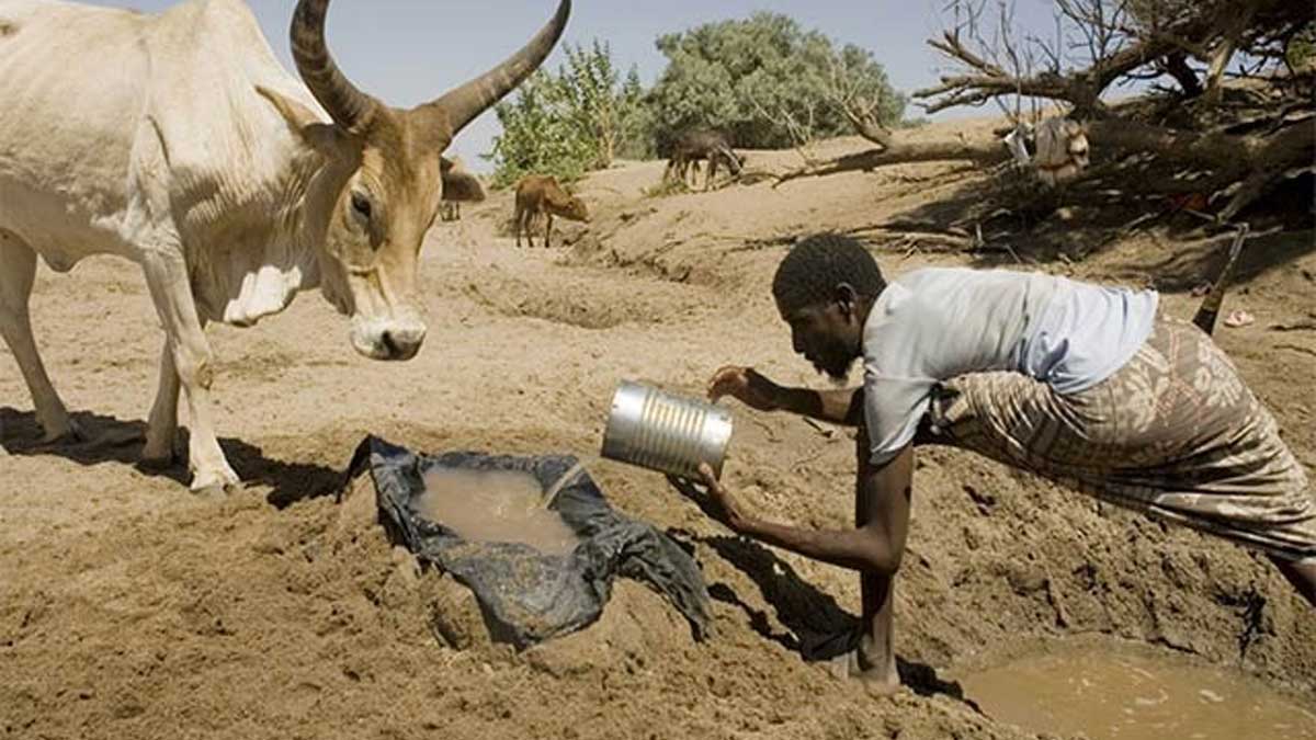 FAO pide ayuda urgente para agricultores y pastores por la sequía en África