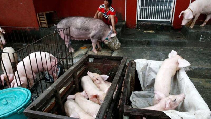 Filipinas, afectada por la peste porcina, ve un crecimiento ‘sustancial’ en la población de cerdos