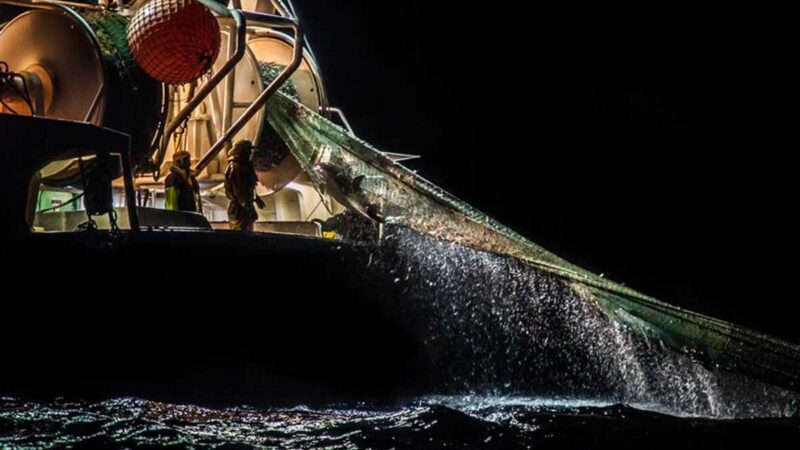 Francia, Portugal y España cooperan contra la pesca accidental de cetáceos