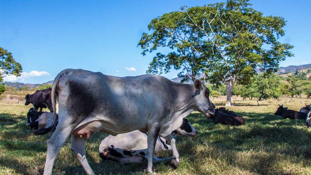 Ganaderos nacionales abastecen mercado local durante festividades de fin de año