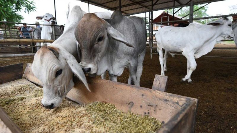 Ganaderos piden ‘blindaje’ para cuatro millones de reses