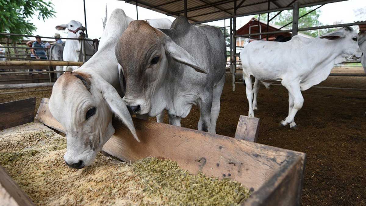Ganaderos piden ‘blindaje’ para cuatro millones de reses