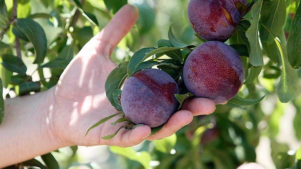 Gobierno confirma reapertura de mercado de ciruelas frescas a Estados Unidos bajo Systems Approach