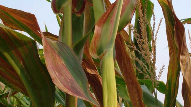 Gobierno y sector evalúan ocurrencia de cicadélidos y atrofia del maíz en Mato Grosso