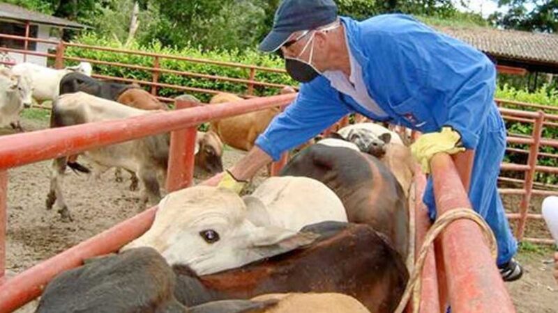 Gobierno incrementará producción agrícola para mantener estabilidad en precios y aumentar exportaciones