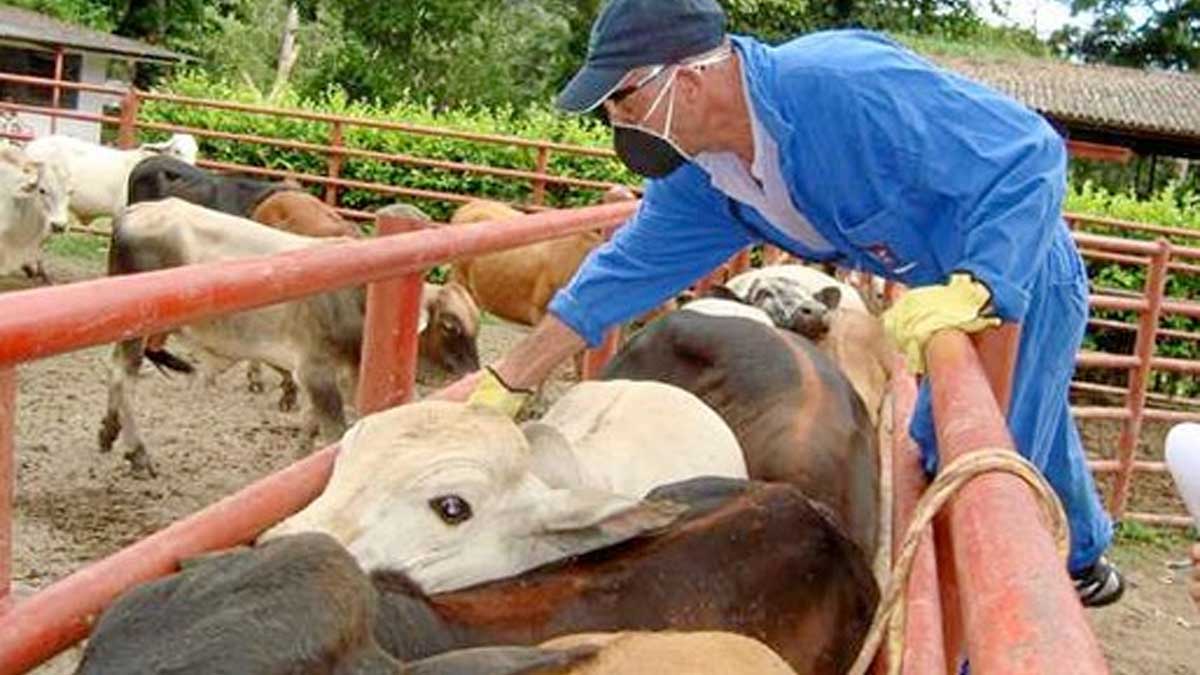 Gobierno incrementará producción agrícola para mantener estabilidad en precios y aumentar exportaciones