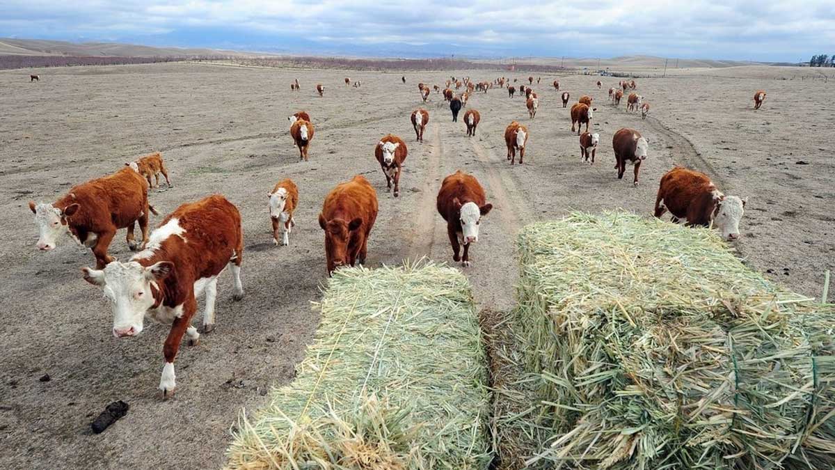 Granjeros canadienses enfrentan escasez de alimento para ganado debido a la sequía y las tensiones del transporte