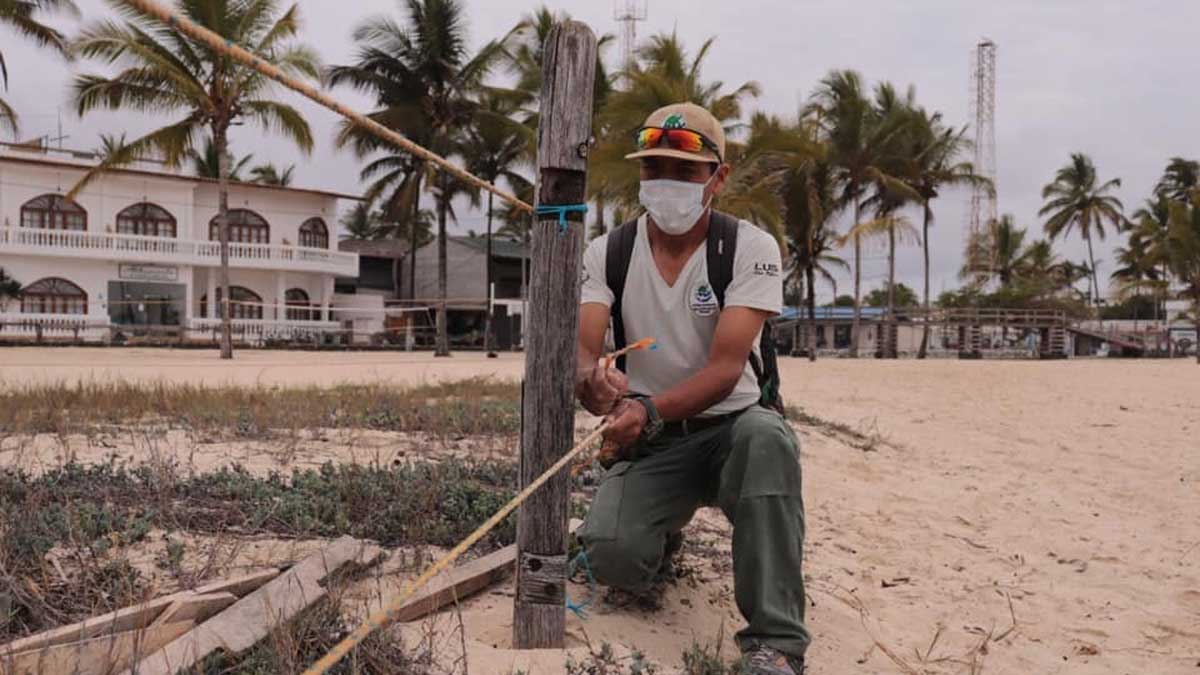 Guardaparques protegen zona de anidación de iguanas marinas en Isabela