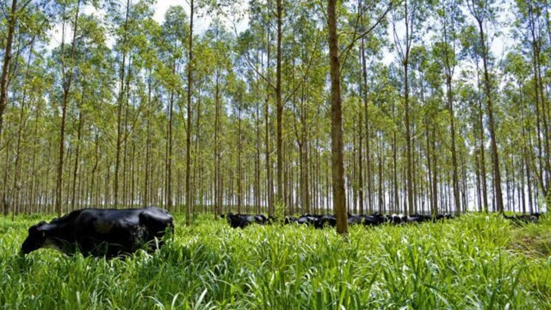 IICA y el Fondo Verde para el Clima firman alianza por US$100 millones para proyectos de reducción de emisiones de metano en las Américas