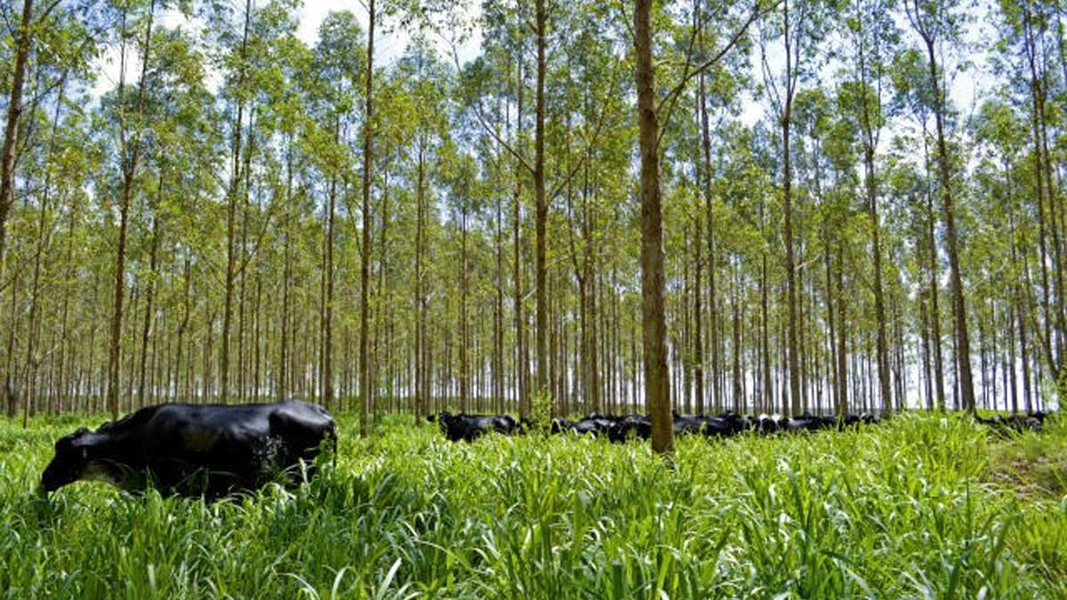 IICA y el Fondo Verde para el Clima firman alianza por US$100 millones para proyectos de reducción de emisiones de metano en las Américas