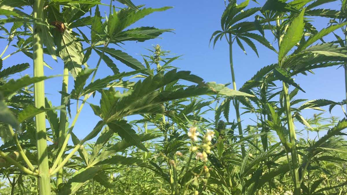 INTA presentará resultados de investigaciones de cáñamo en Congreso que se realizará en Costa Rica