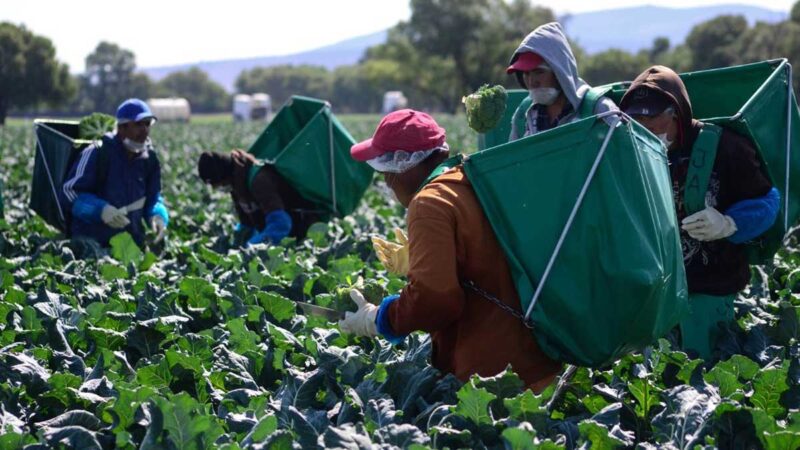 Impulsa Agricultura acciones para brindar empleo y condiciones de vida dignas a jornaleros y jóvenes trabajadores del campo