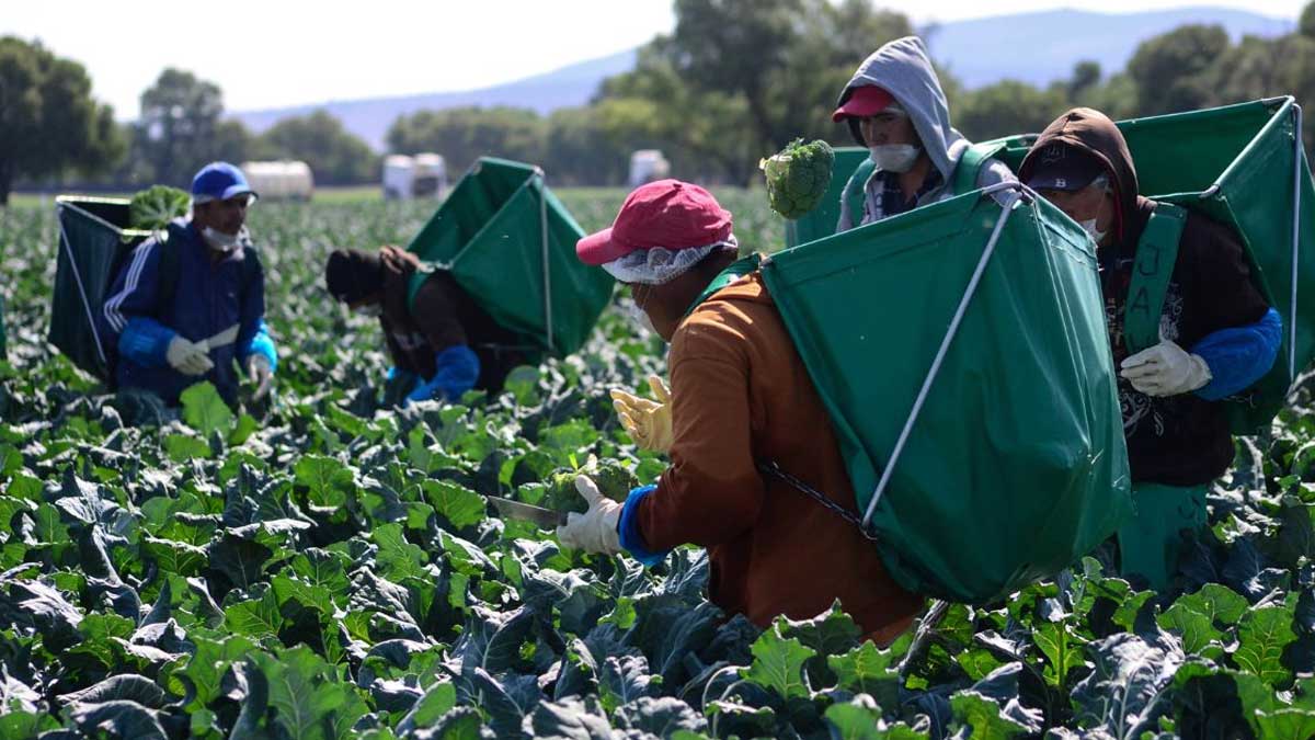 Impulsa Agricultura acciones para brindar empleo y condiciones de vida dignas a jornaleros y jóvenes trabajadores del campo