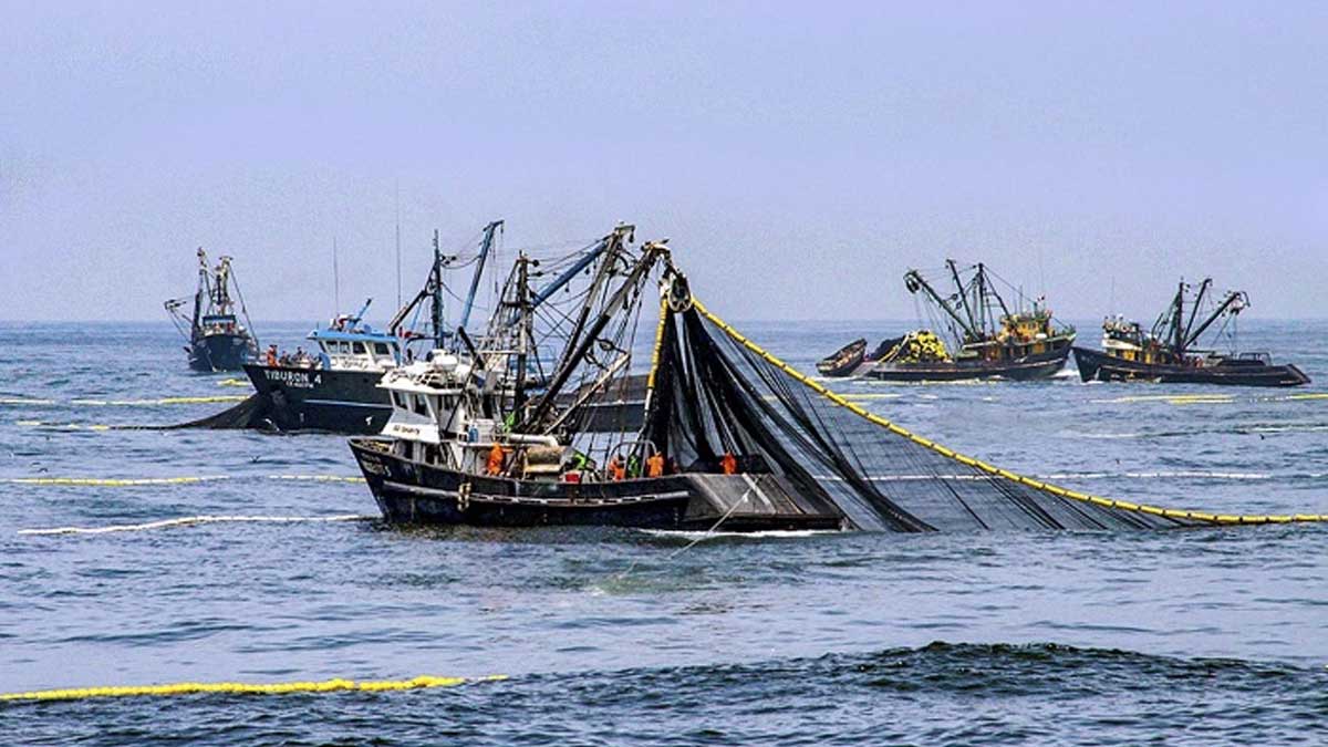 Primera temporada de pesca de anchoveta inicia el miércoles