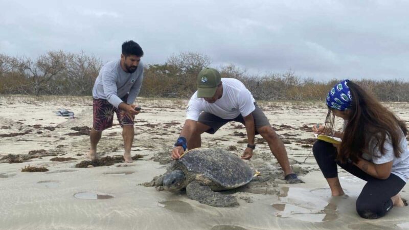 Inicia monitoreo de anidación de tortugas marinas