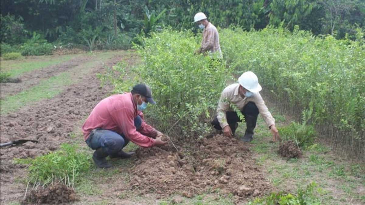 Instalan más de 10,000 plantones de súper camu camu Vitahuayo en Loreto