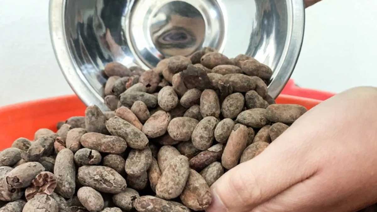Investigadores de la Universidad del Azuay buscan que el cacao del Austro sea de calidad