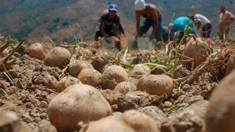 Investigan en Pinar del Río alternativas agroecológicas para la siembra de papa