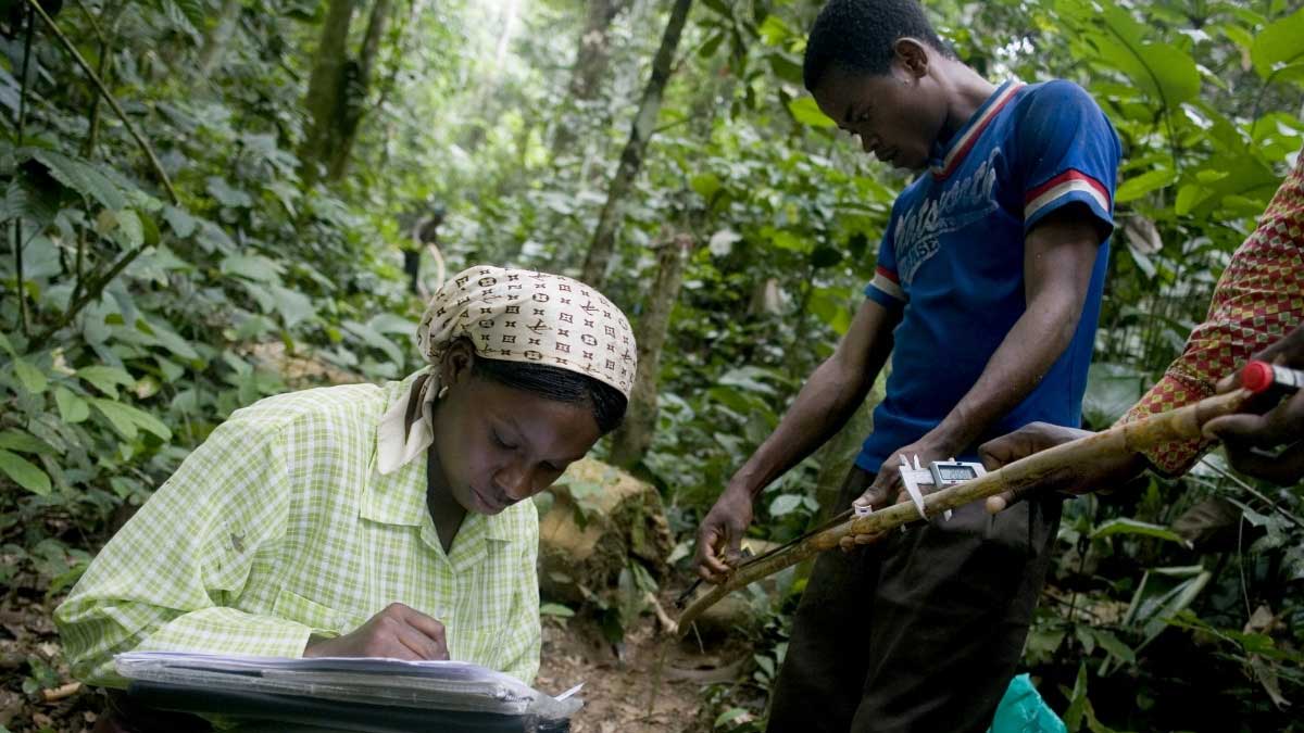 La FAO y Finlandia intensifican la innovación técnica para ayudar a los países africanos a realizar un seguimiento y una gestión mejores de los recursos forestales