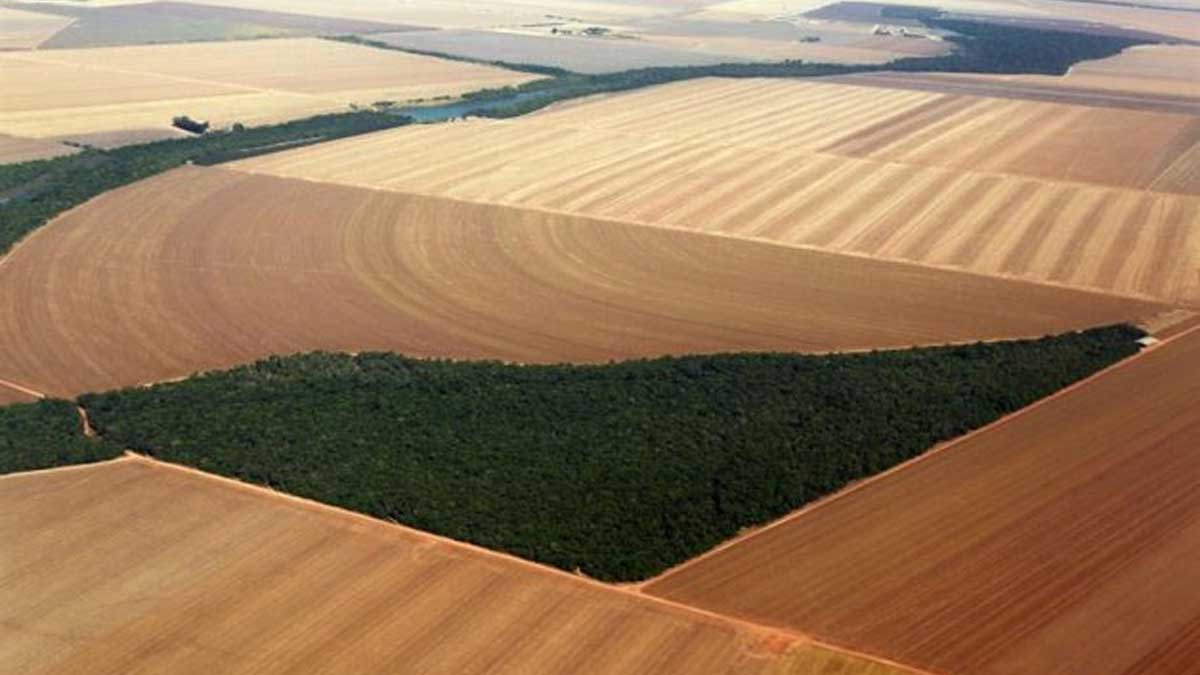 La cosecha de grano brasileña cayó un 0,4 % en 2021 pero será récord en 2022