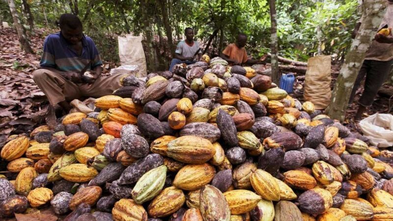 La falta de lluvia en Costa de Marfil genera preocupación por la mitad de la cosecha del cacao