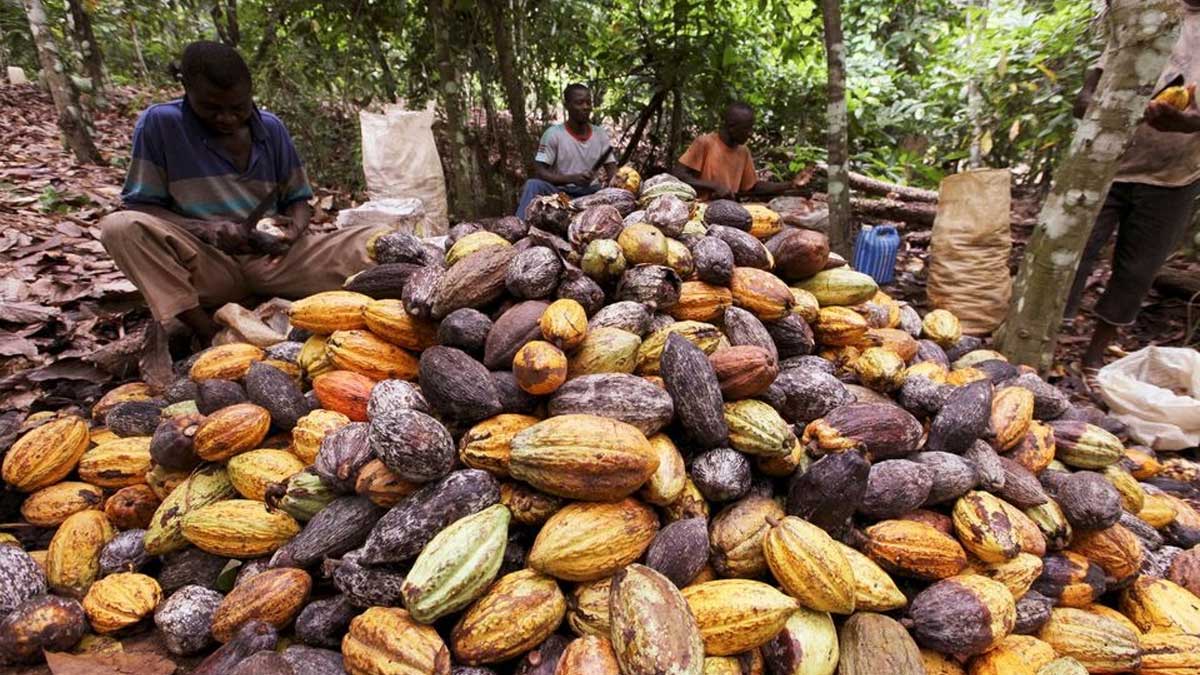 La falta de lluvia en Costa de Marfil genera preocupación por la mitad de la cosecha del cacao