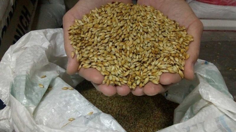 La industrialización de cebada logró un nuevo récord en 2021