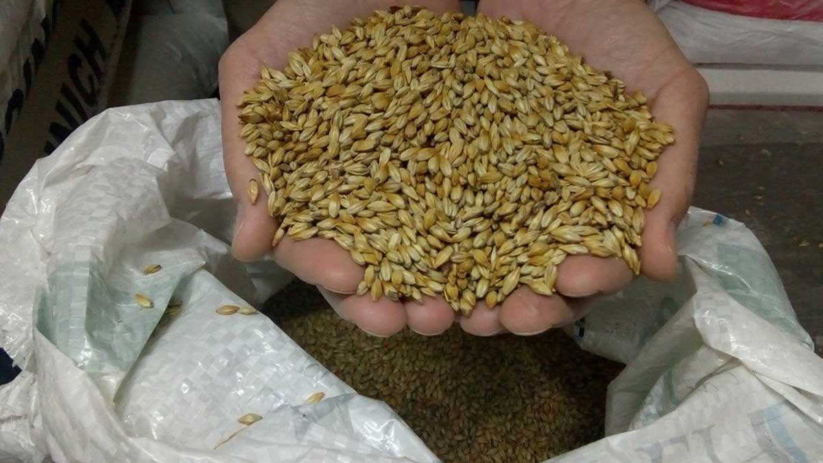 La industrialización de cebada logró un nuevo récord en 2021