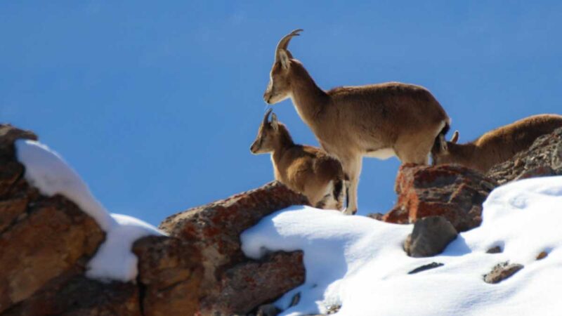 La protección de animales silvestres de Turquía da sus frutos aumentando la población de cabras montesas en peligro de extinción