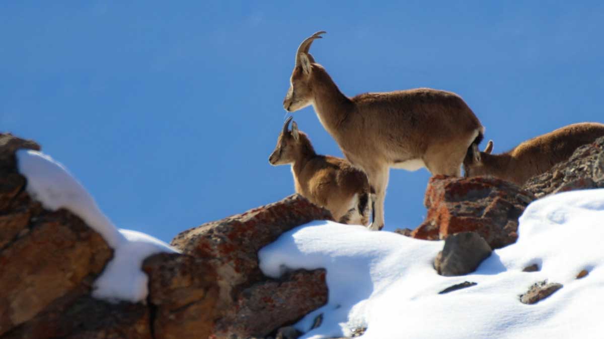 La protección de animales silvestres de Turquía da sus frutos aumentando la población de cabras montesas en peligro de extinción
