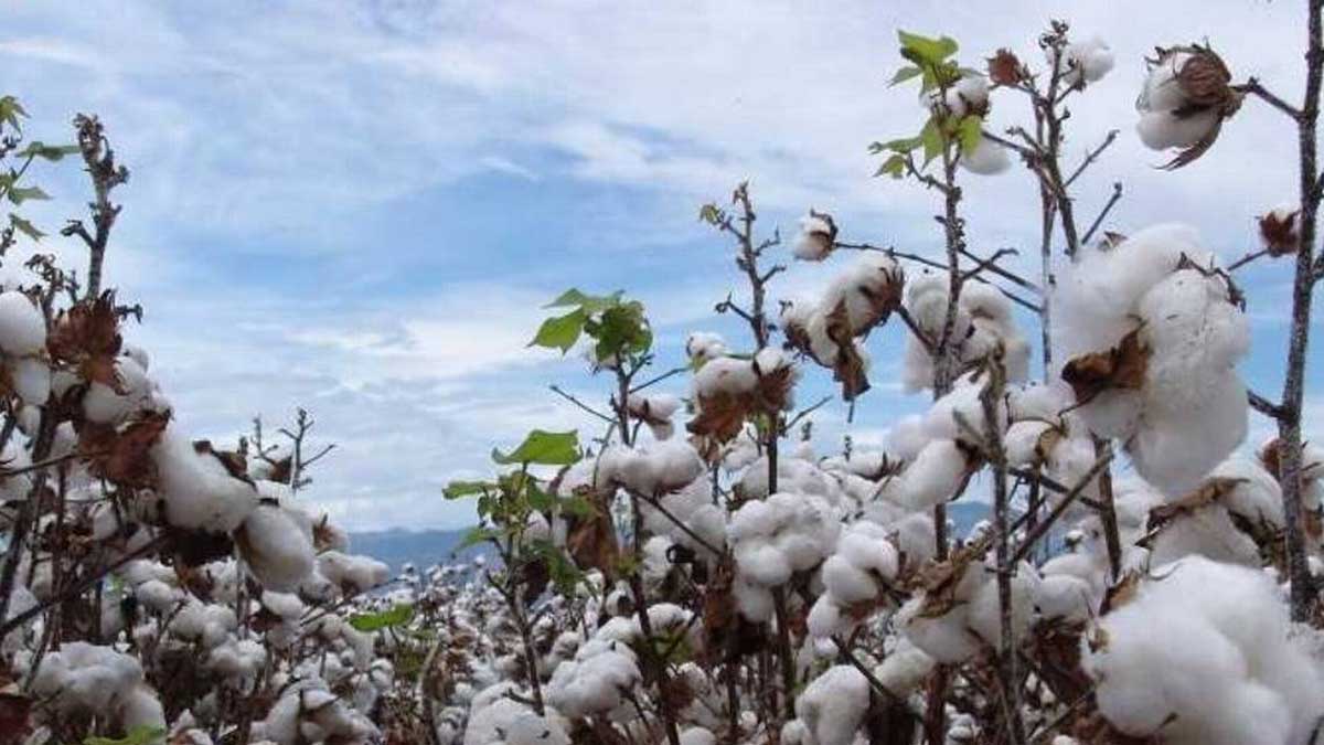 Las exportaciones de algodón comienzan a caer a medida que las primas aumentan por la menor cosecha