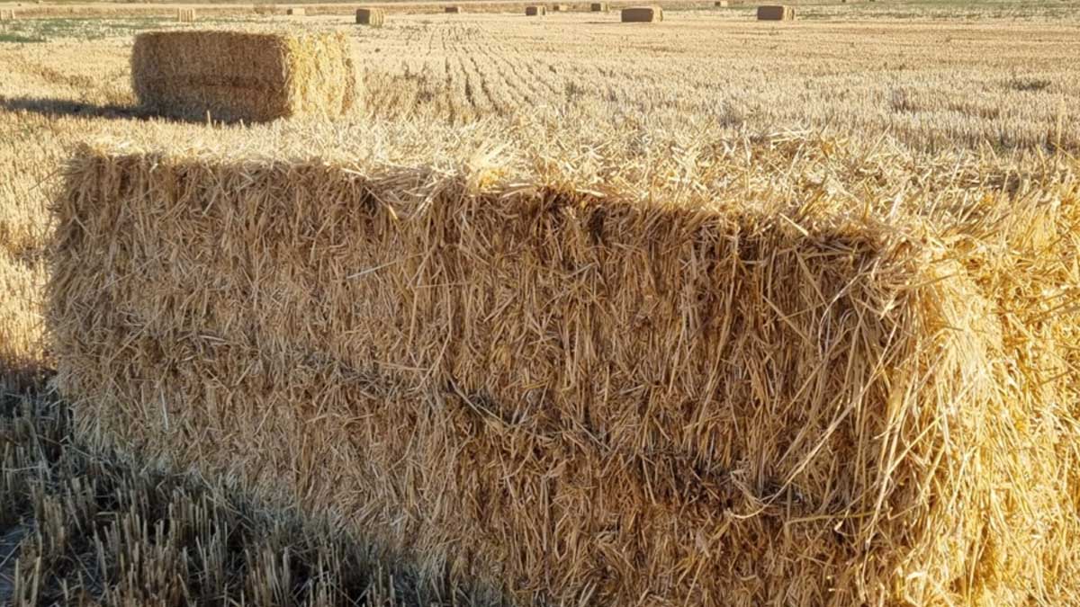 Los pagos de ayudas directas de la PAC de la campaña 2021 superaron, a fecha 31 de diciembre, los 4.009 millones de euros