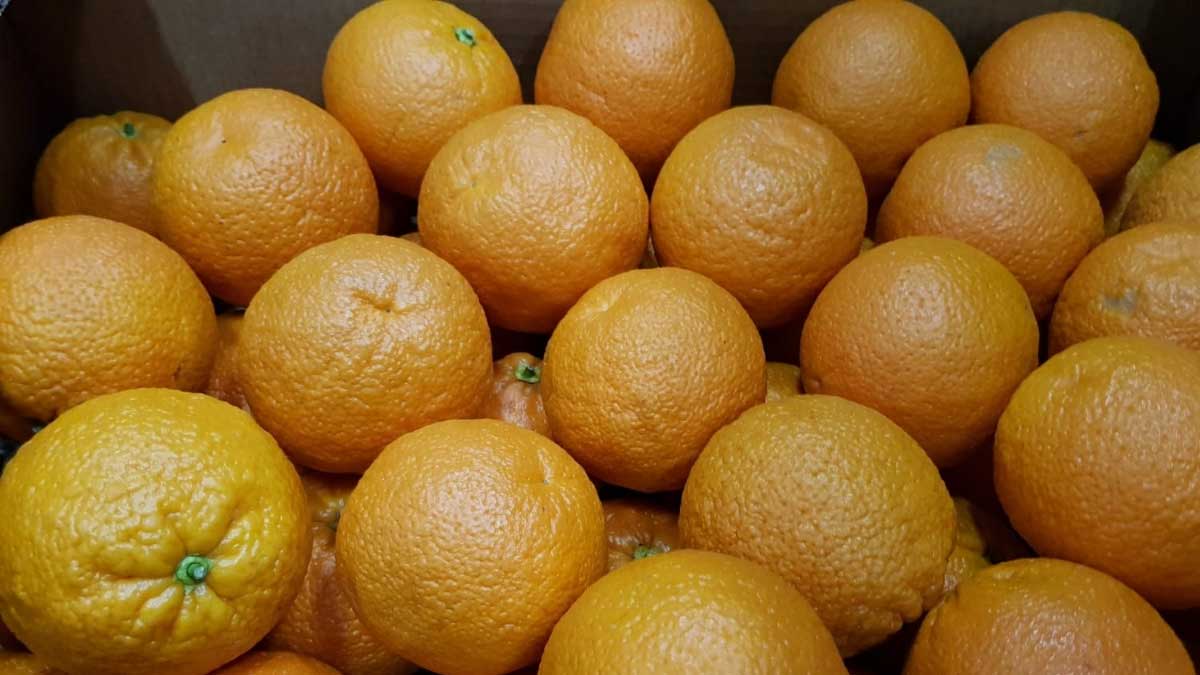 Luis Planas valora la propuesta de la Comisión Europea de introducir el tratamiento en frío en las importaciones de cítricos de terceros países