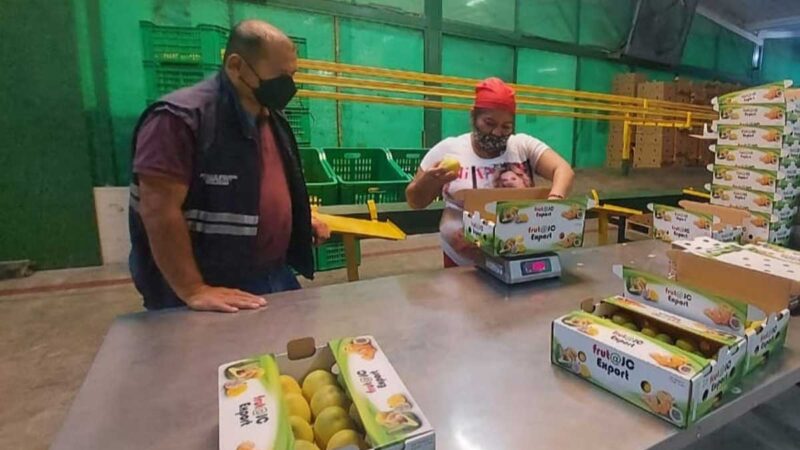 Más de 15 millones de cajas de mango ecuatoriano se exportaron esta temporada