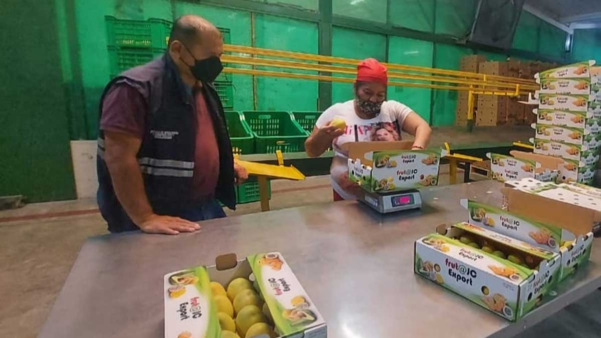Más de 15 millones de cajas de mango ecuatoriano se exportaron esta temporada