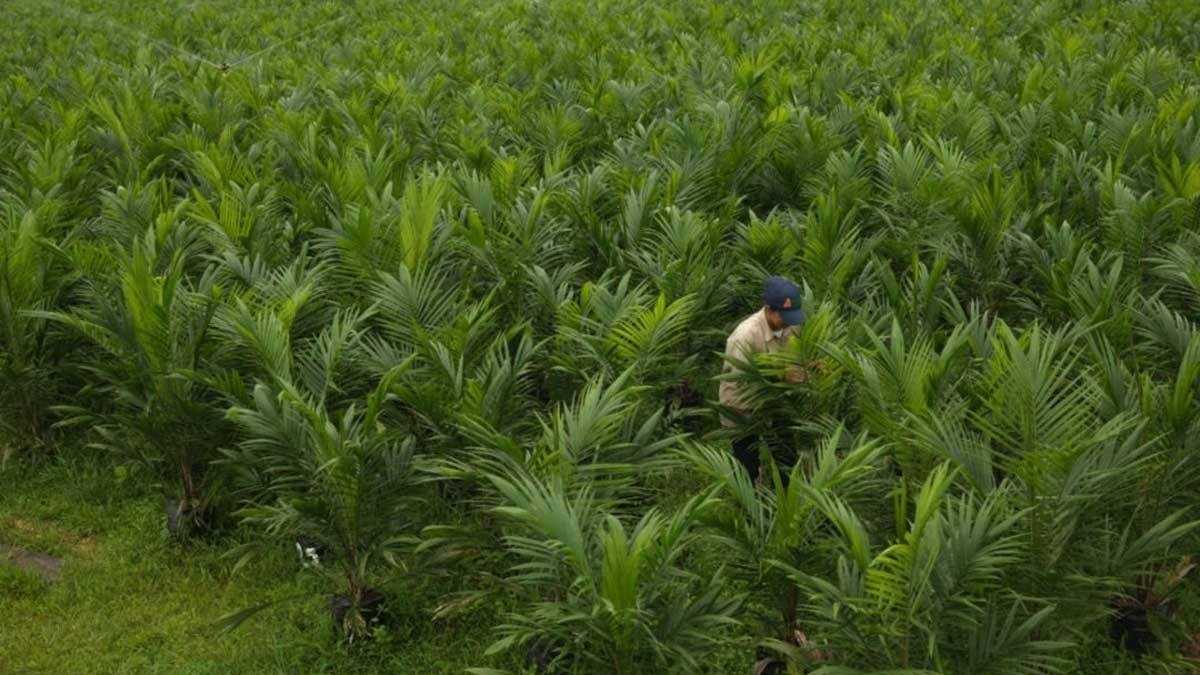 MÁS DE 700 PALMICULTORES DE BOLÍVAR ESTÁN APOSTÁNDOLE A LA PRODUCCIÓN SOSTENIBLE