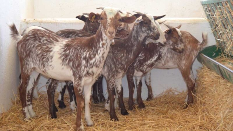 Libre de rabia paralítica bovina más de la mitad del territorio nacional: Agricultura