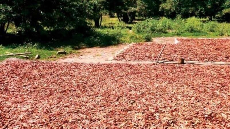 Plan Binacional, Capitulo Ecuador concrera la primera venta de 30 toneladas de Tara,a empresa italiana con sede en Perú