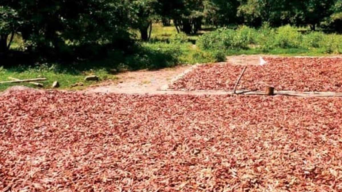 Plan Binacional, Capitulo Ecuador concrera la primera venta de 30 toneladas de Tara,a empresa italiana con sede en Perú