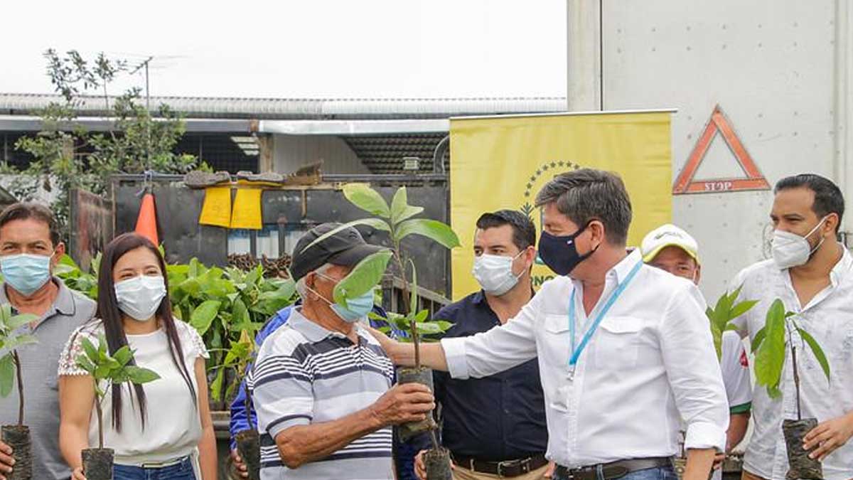 A prefectura continúa con la entrega plantas de cacao a pequeños y medianos productores, en Buena Fe