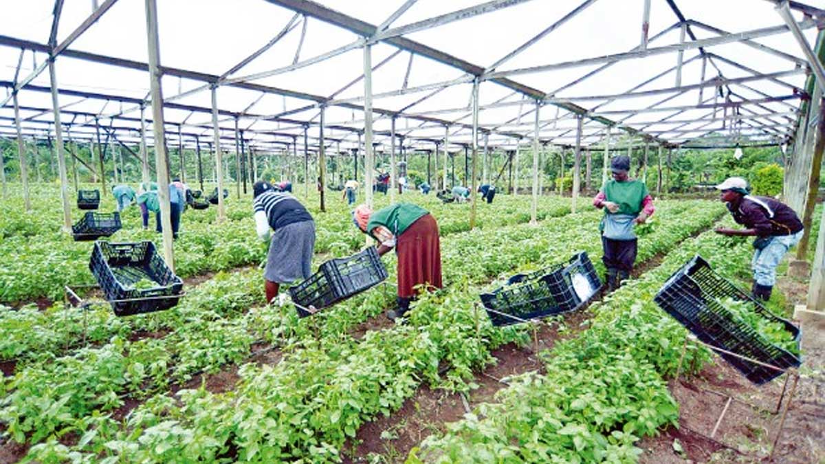 Priorizar producción agropecuaria nacional, la gran meta del Gobierno para el 2022