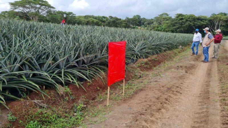Realizan monitoreo de gusano barrenador o broca del fruto