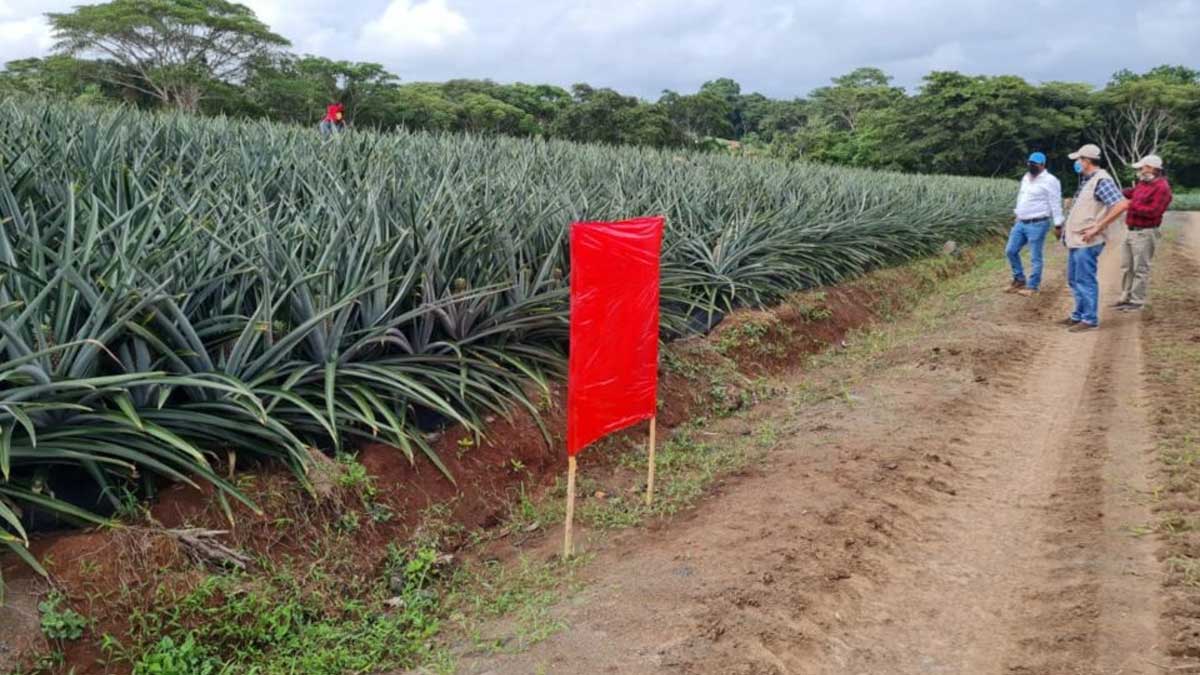 Realizan monitoreo de gusano barrenador o broca del fruto