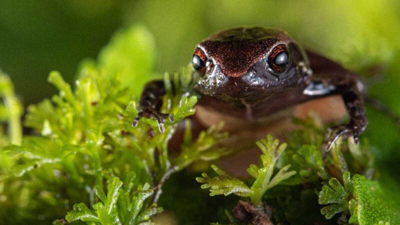Se descubrió nueva especie de rana diminuta en Mindo